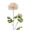 Cream Ranunculus Stem by Ashland&#xAE;